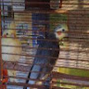 Avatar de LopesAntonio