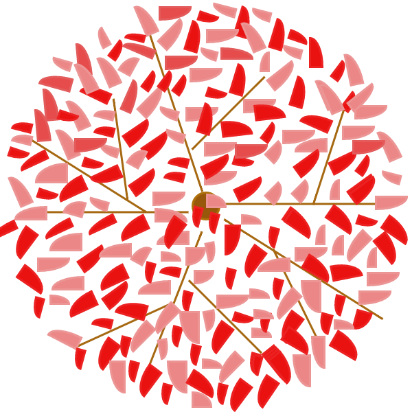 Arbre - Erable du Japon
