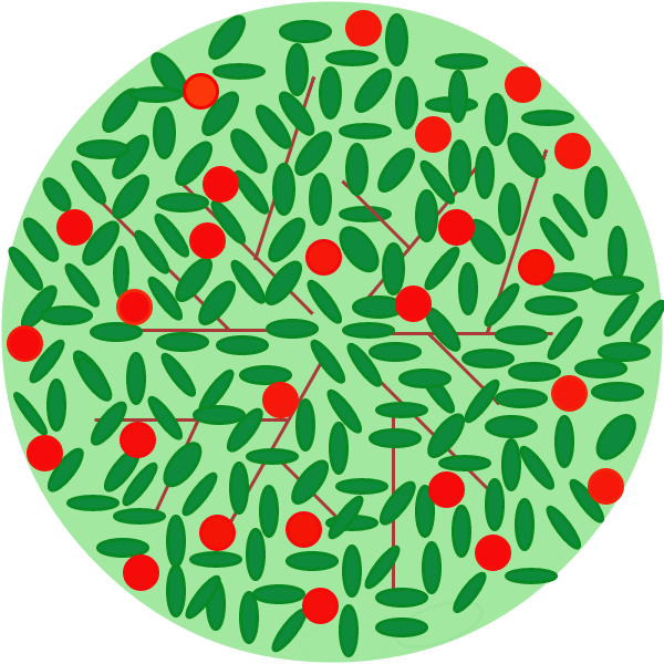 Arbre fruitier - Cerisier