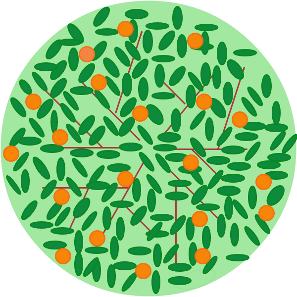 Arbre fruitier - Pecher