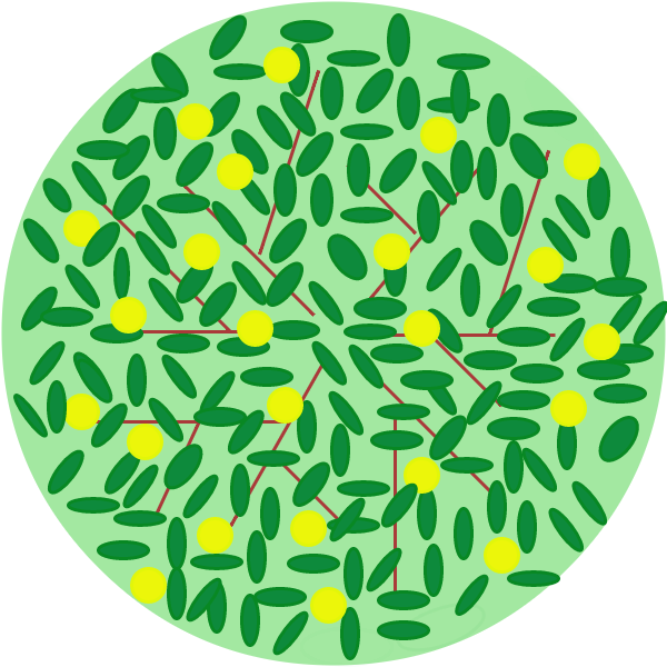 Arbre fruitier - Pommier