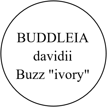 BUDDLEIA davidii Buzz 