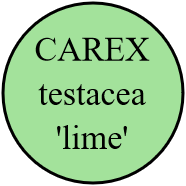 CAREX testacea 'lime'