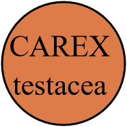 CAREX testacea