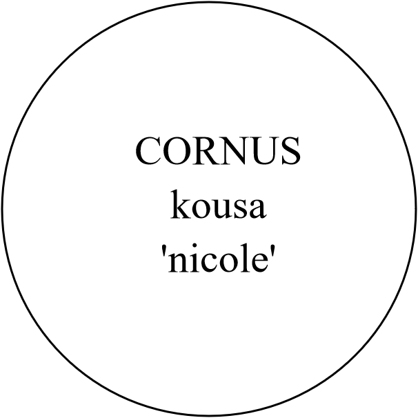 CORNUS kousa 'nicole'