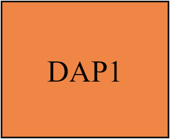DAP1