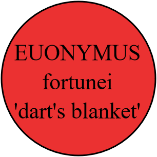 EUONYMUS fortunei 'dart's blanket'