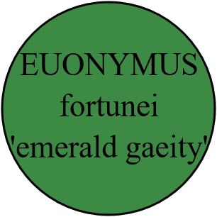 EUONYMUS fortunei 'emerald gaeity'