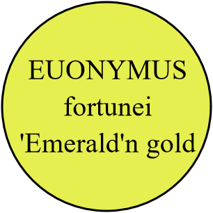 EUONYMUS fortunei 'Emerald'n gold