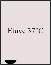 eutve 37°C