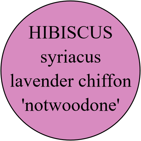 HIBISCUS syriacus lavender chiffon 'notwoodone'