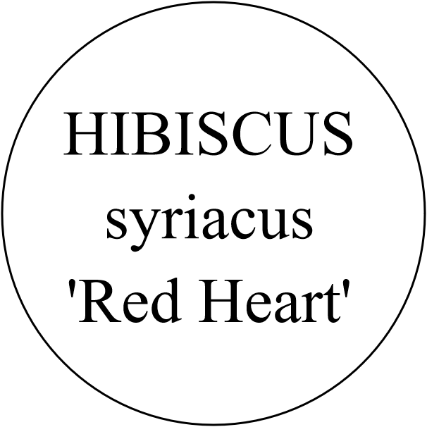HIBISCUS syriacus 'Red Heart'