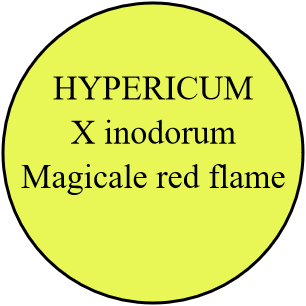 HYPERICUM X inodorum Magicale red flame