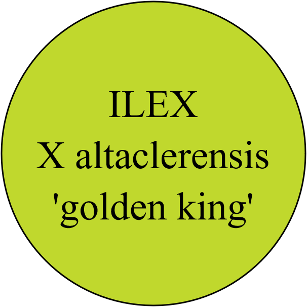ILEX X altaclerensis 'golden king'