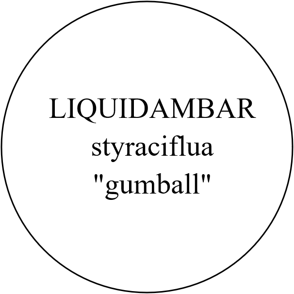 Liquidambar gumball