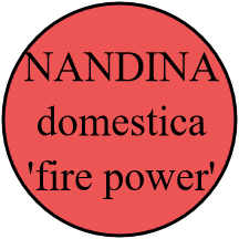 NANDINA domestica 'fire power'