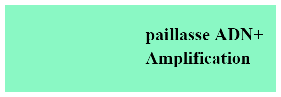 pailasse Amplification