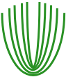 petite plante