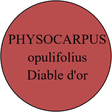 PHYSOCARPUS opulifolius Diable d'or