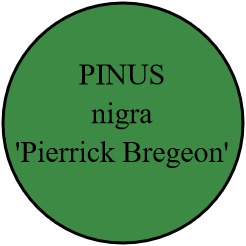 PINUS nigra pierrick bregeon