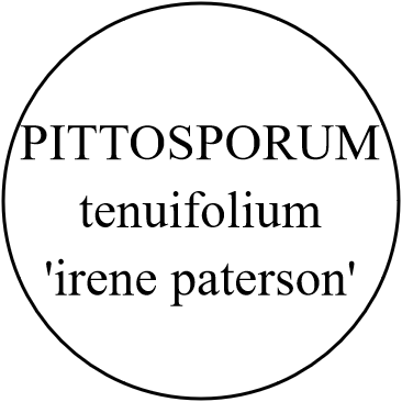PITTOSPORUM tenuifolium 'irene paterson'
