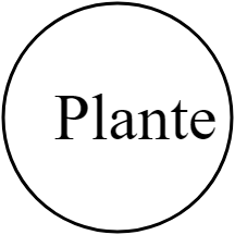 Plante