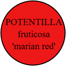 POTENTILLA fruticosa 'marian red'