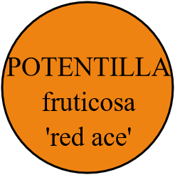 POTENTILLA fruticosa 'red ace'
