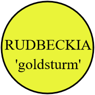 RUDBECKIA 'goldsturm'